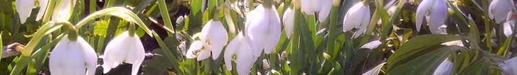 landscape seasonal image