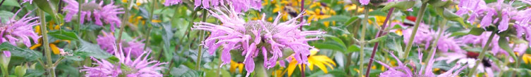 landscape seasonal image